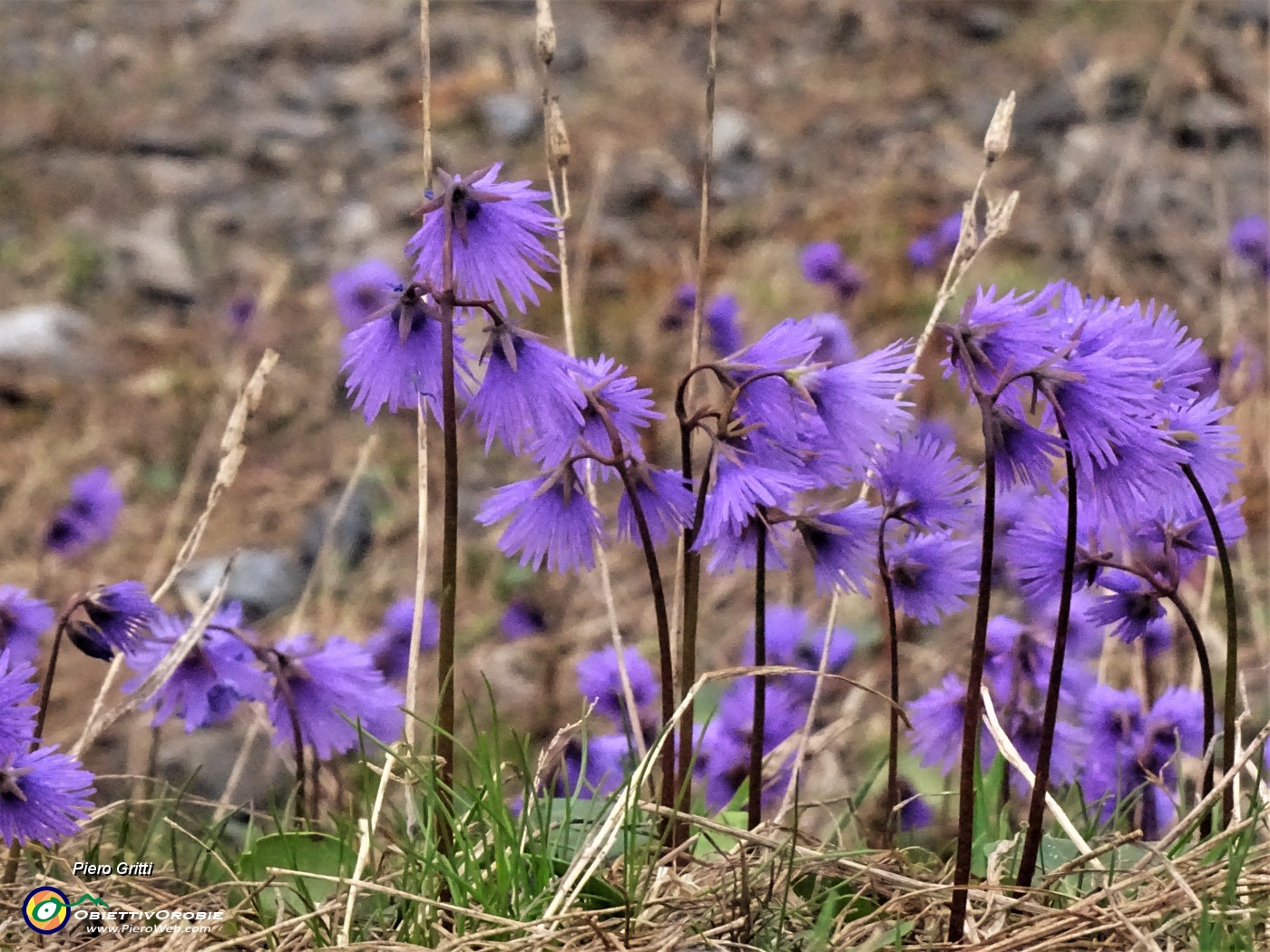 54 Soldanella alpina (Soldanella alpina).JPG